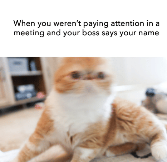 meme kucing tentang atasan di tempat kerja