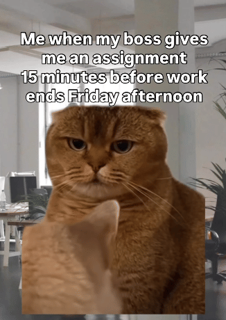 meme kucing tentang atasan di tempat kerja 