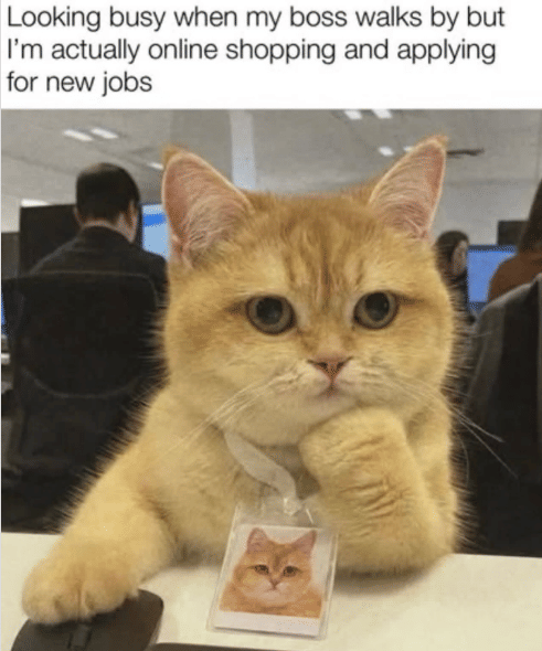 meme kucing tentang atasan di tempat kerja 
