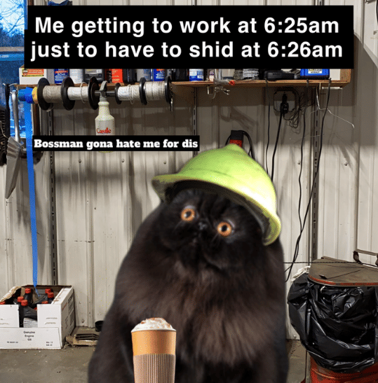 meme kucing tentang atasan di tempat kerja