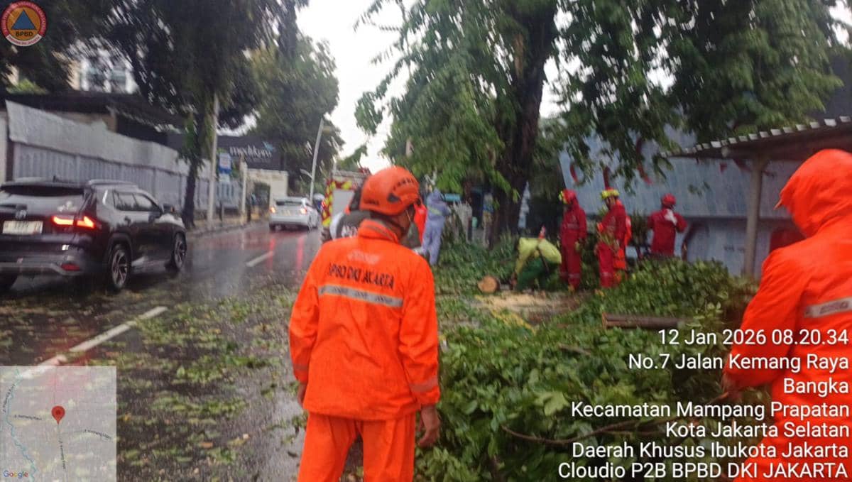 Pohon tumbmag di kemang