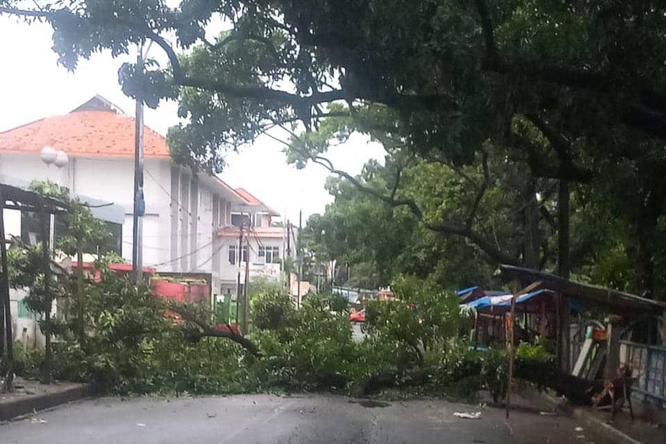 Pohon tumbang di Kota Bekasi, akibat hujan deras