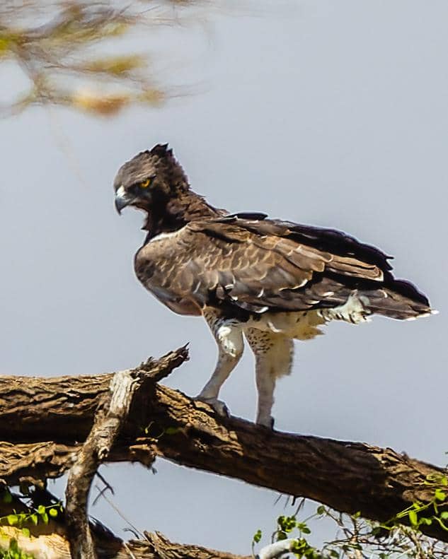 Potret elang martial