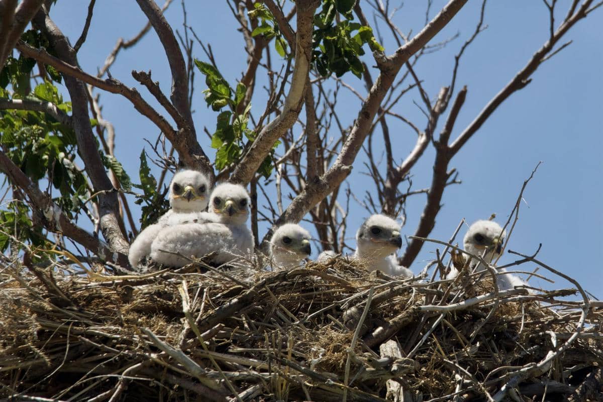 Potret ferruginous hawk