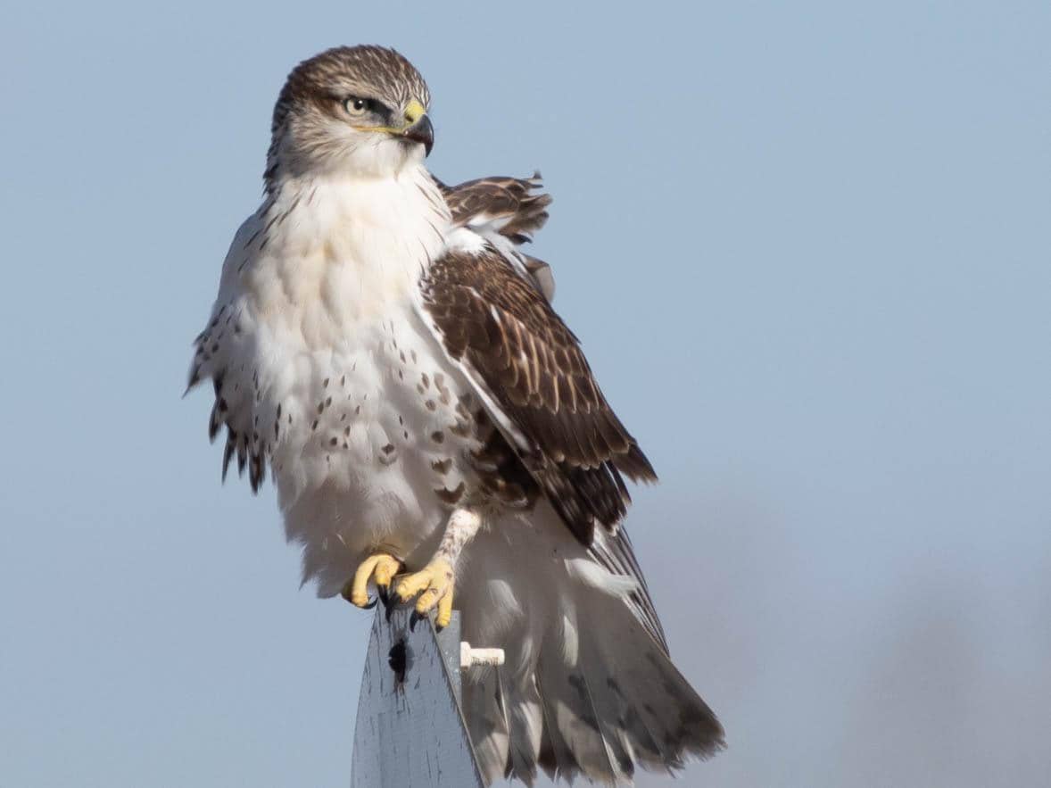 Potret ferruginous hawk