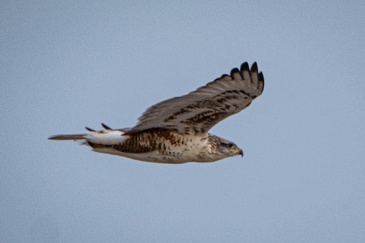 Potret ferruginous hawk