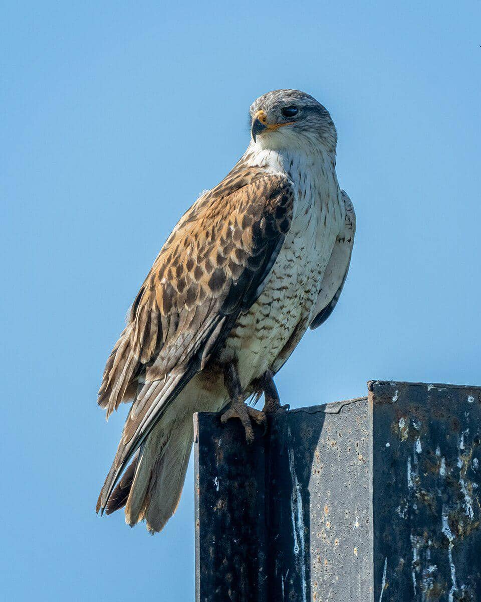 Potret ferruginous hawk