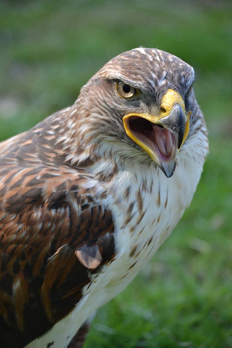 Potret ferruginous hawk
