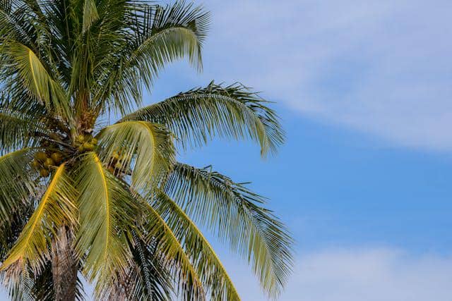 Ilustrasi pohon kelapa