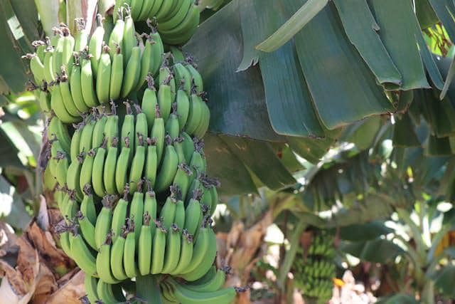 Ilustrasi pohon pisang