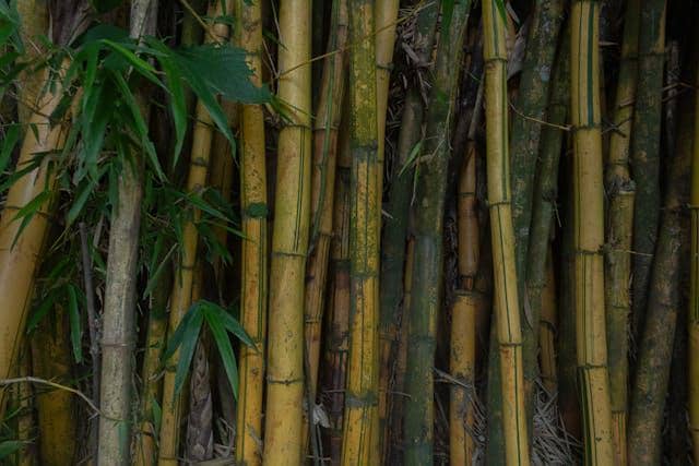 Ilustrasi pohon bambu