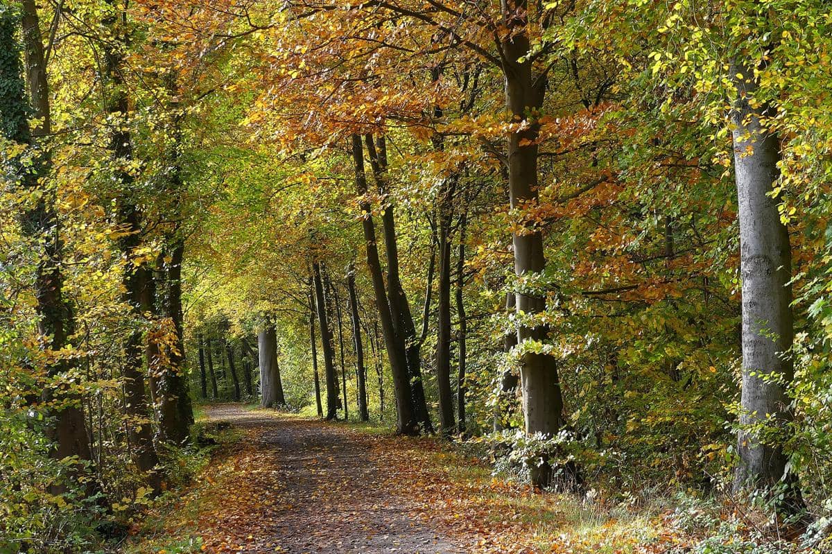 Hutan Kota Eilenriede, Hannover, Jerman