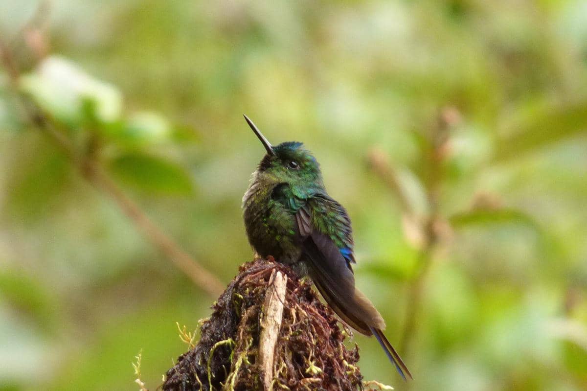 Burung kolibri violet-tailed sylph