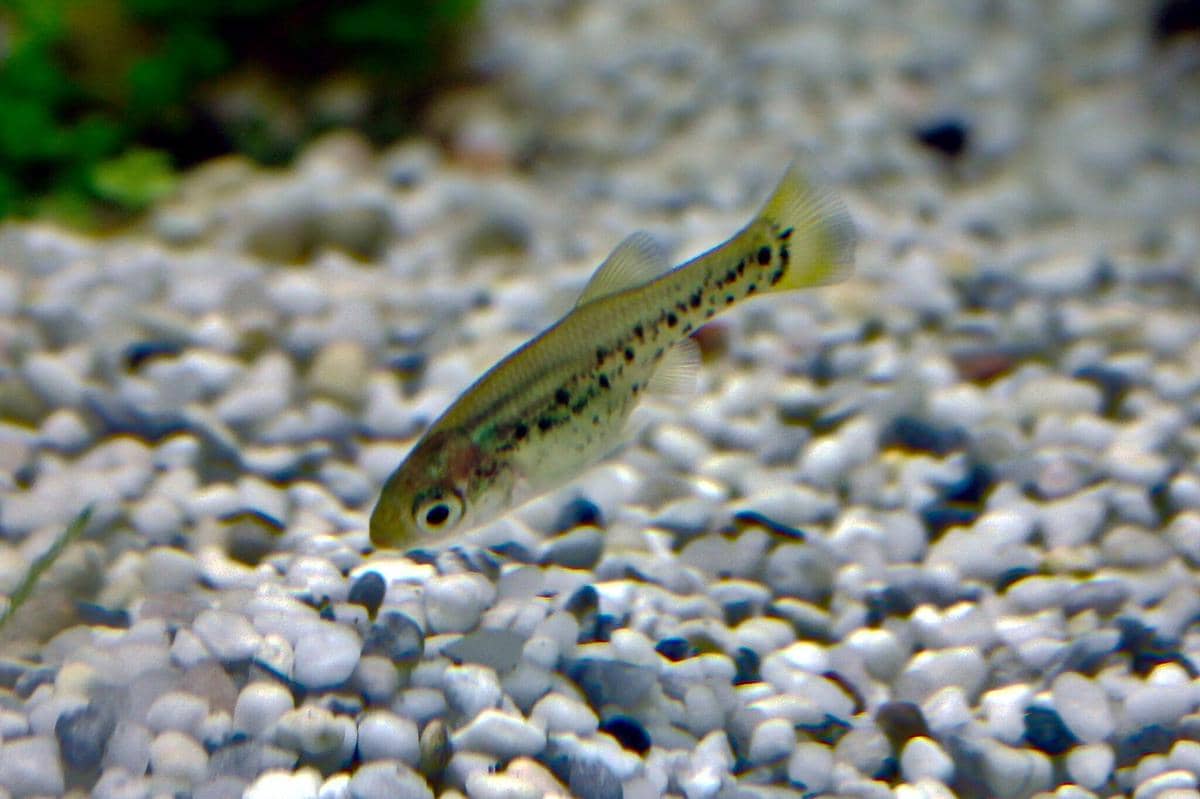 Ikan butterfly splitfin