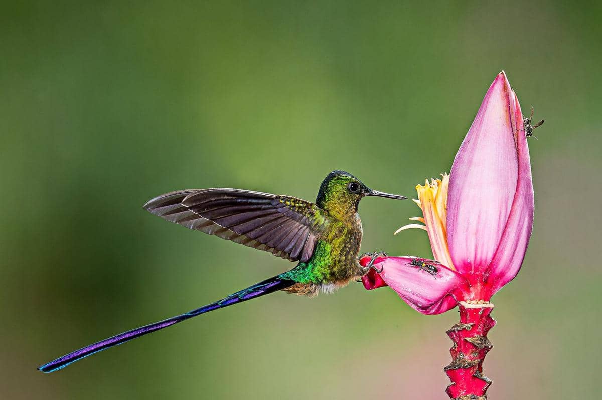 Burung kolibri violet-tailed sylph