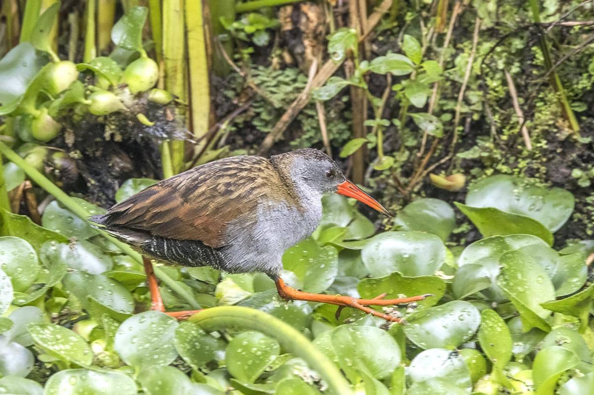 Burung Bogota rail 