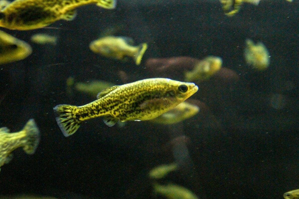 Ikan butterfly splitfin