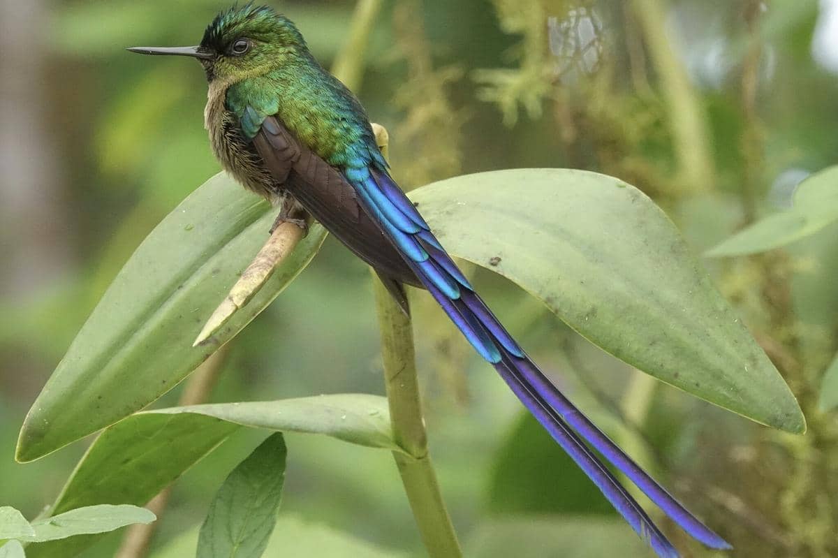 Burung kolibri violet-tailed sylph