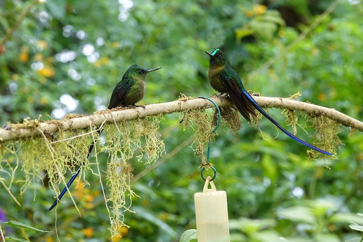 Burung kolibri violet-tailed sylph