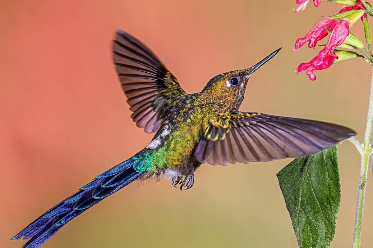 Burung kolibri violet-tailed sylph