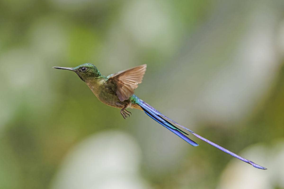 Burung kolibri violet-tailed sylph