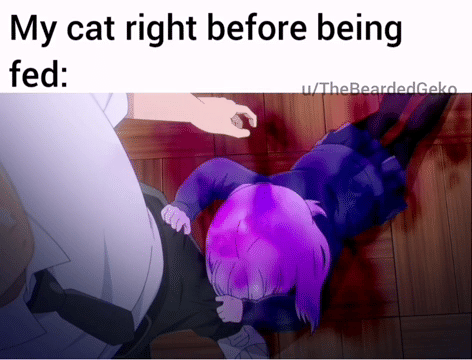 meme anime tentang nasib pemilik kucing