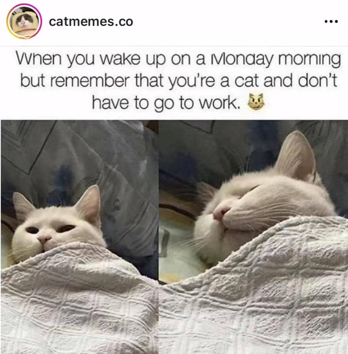 meme kocak tentang Senin pagi