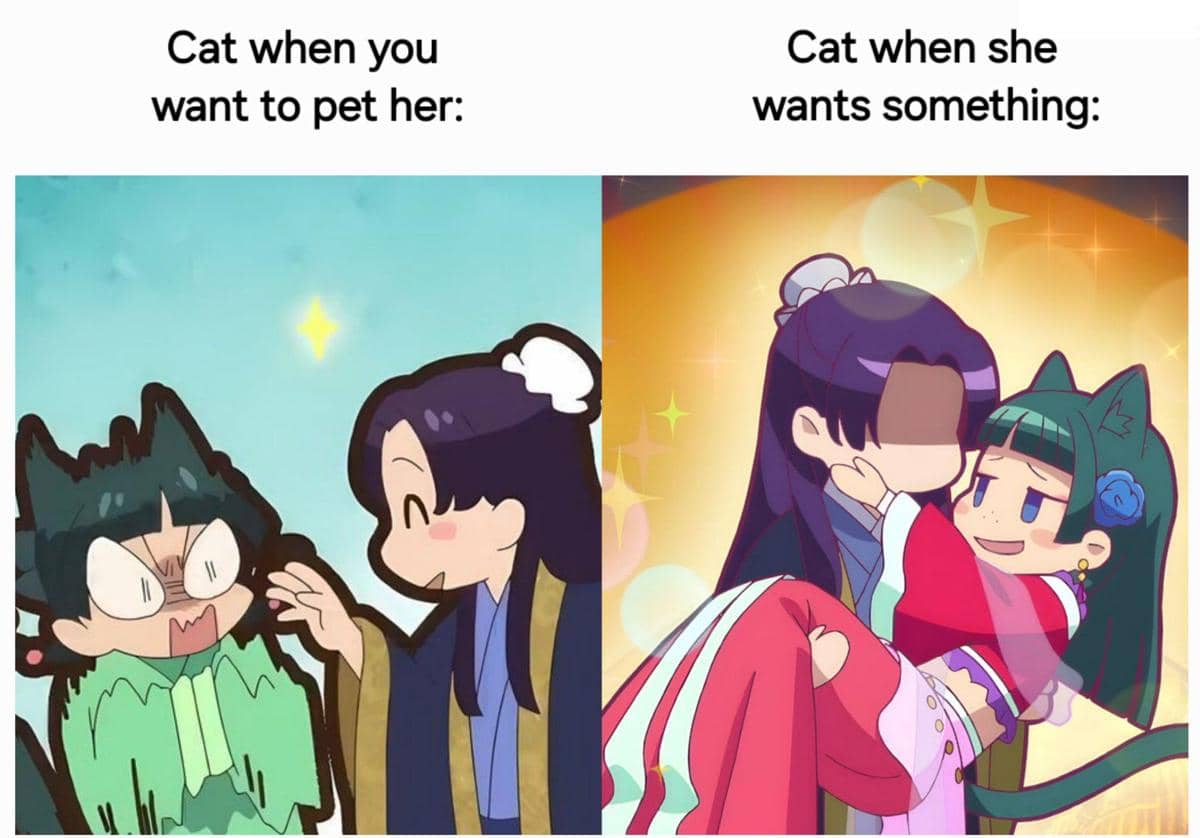 meme anime tentang nasib pemilik kucing