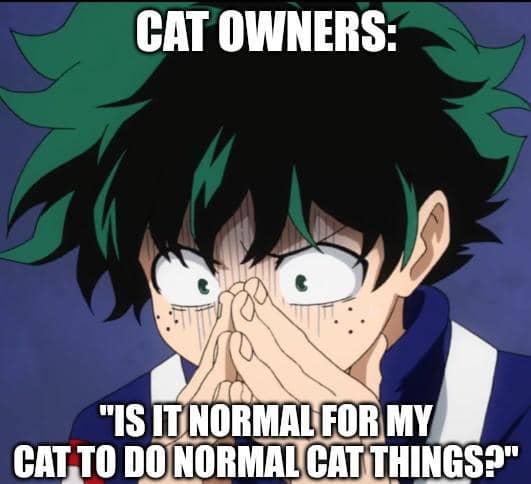 meme anime tentang nasib pemilik kucing