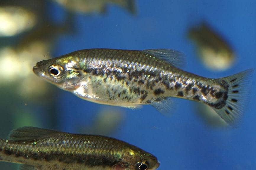 Ikan butterfly splitfin