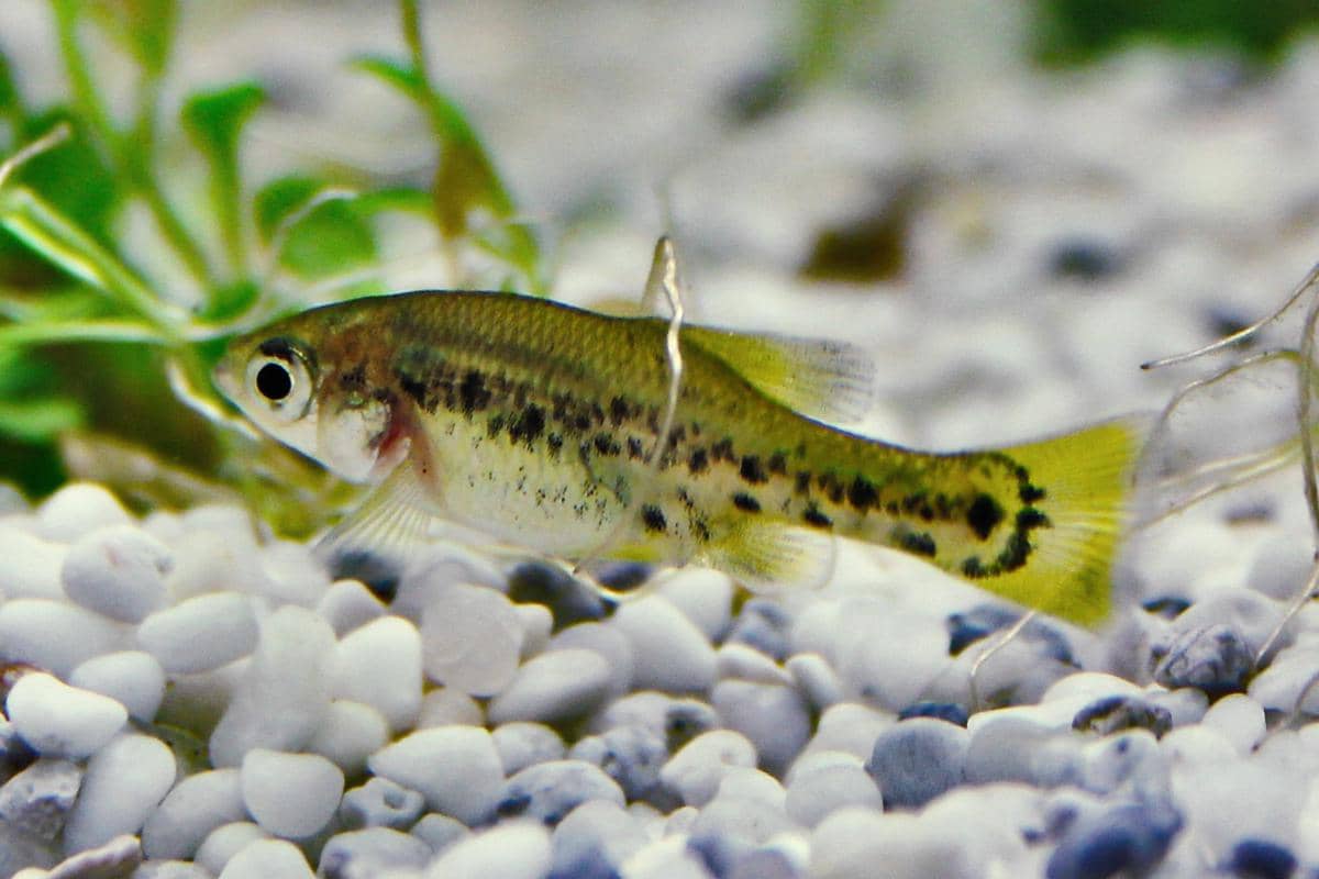 Ikan butterfly splitfin 