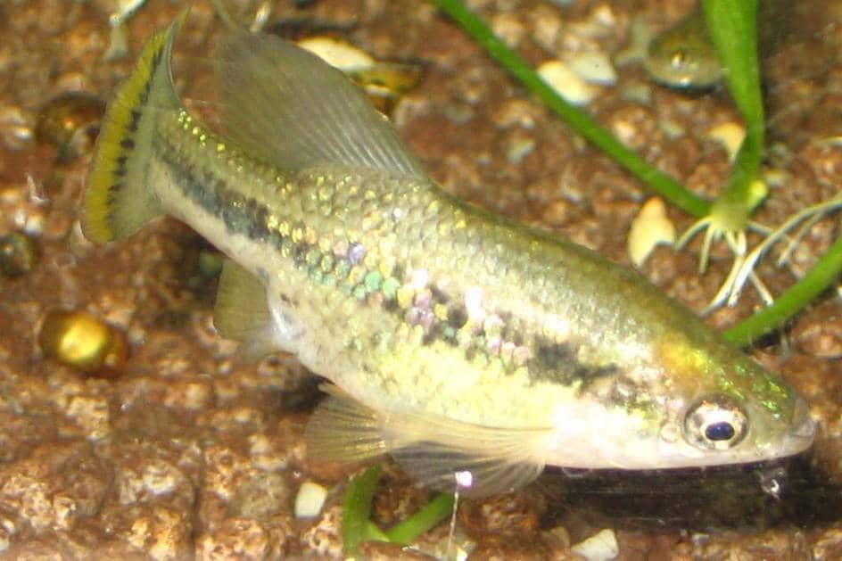 Ikan butterfly splitfin 