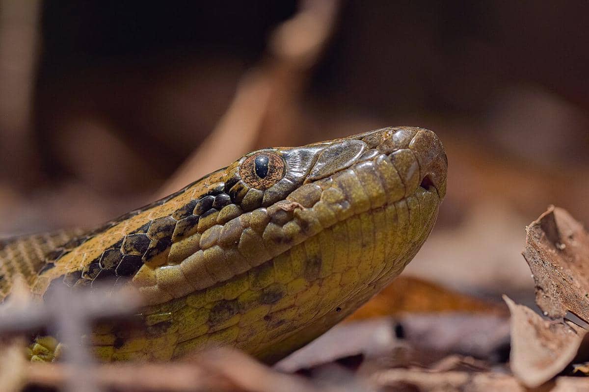 anaconda hijau