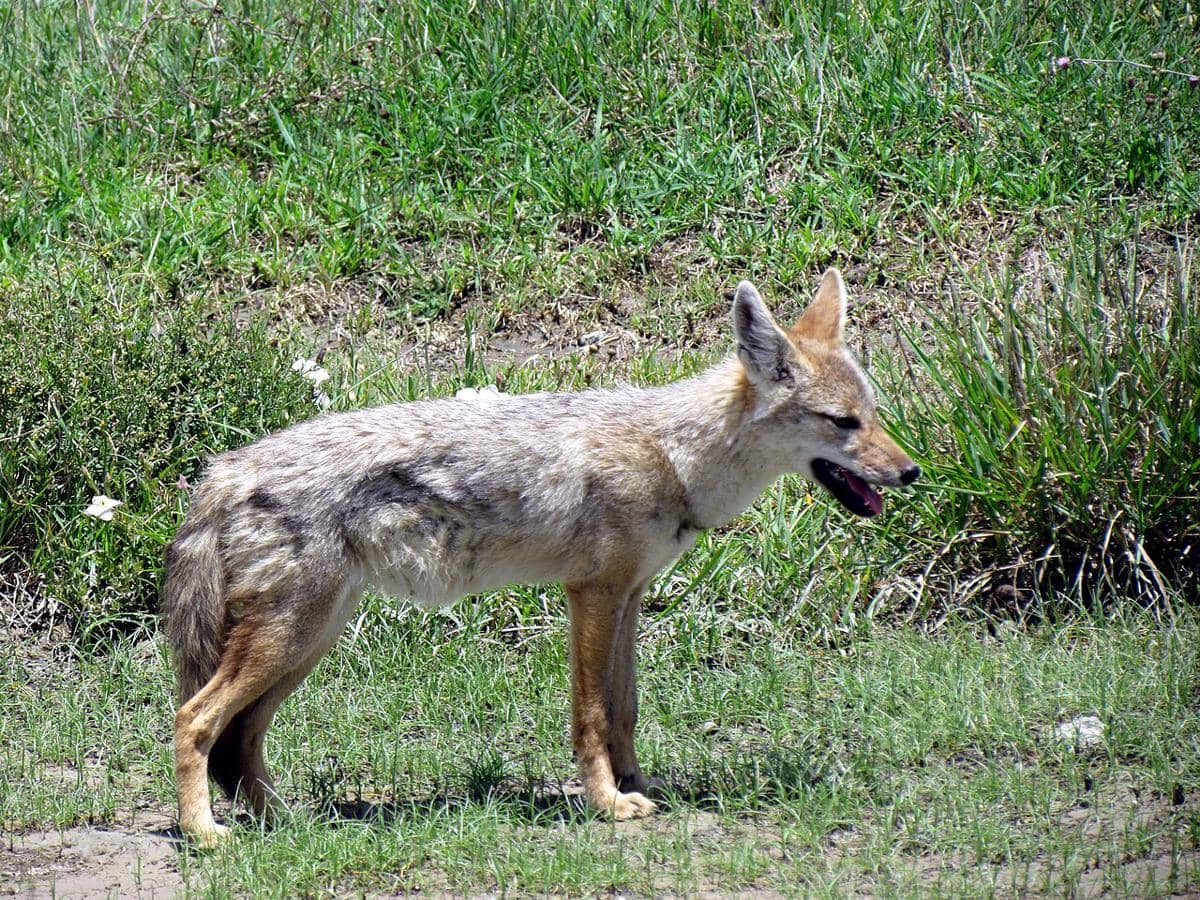 African golden wolf