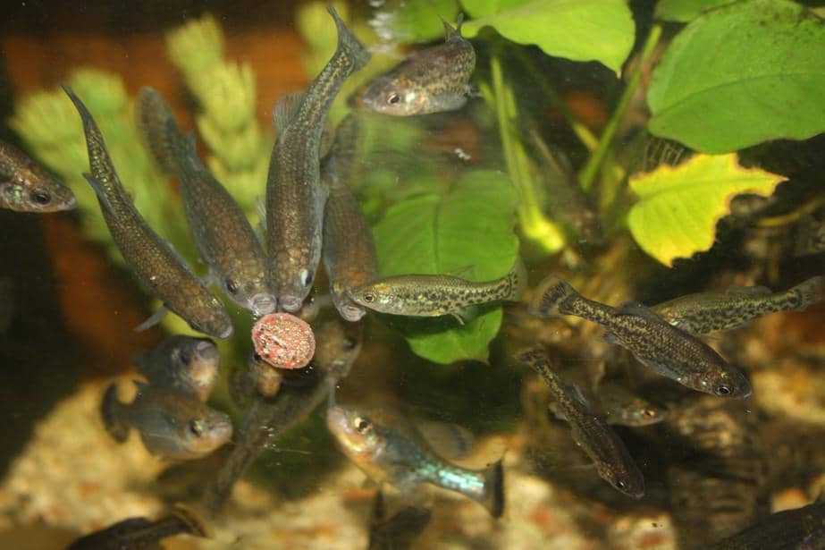 Ikan butterfly splitfin 