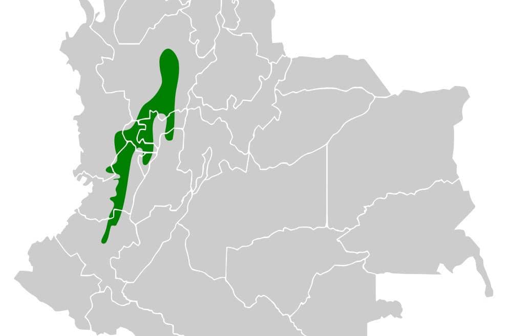 Burung multicolored tanager