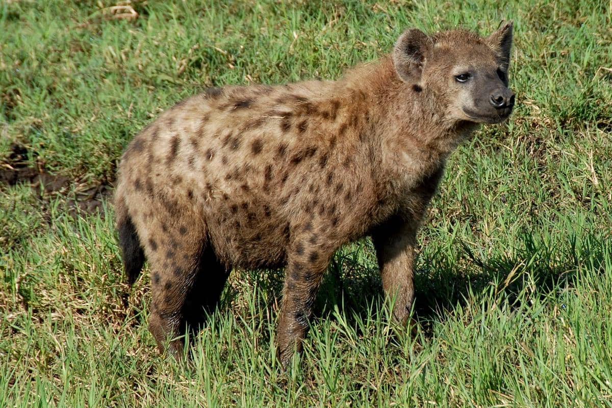 Hyena tutul