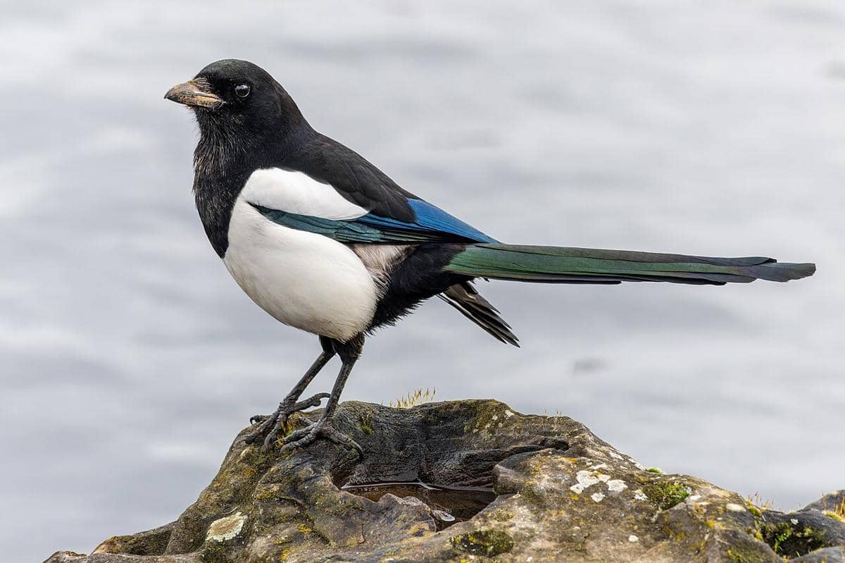 magpie eropa