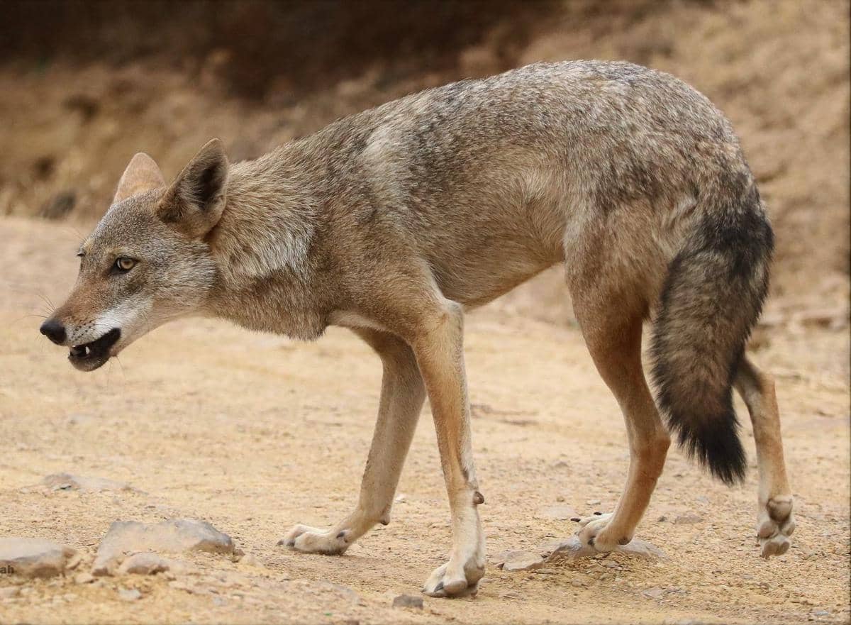 African golden wolf 