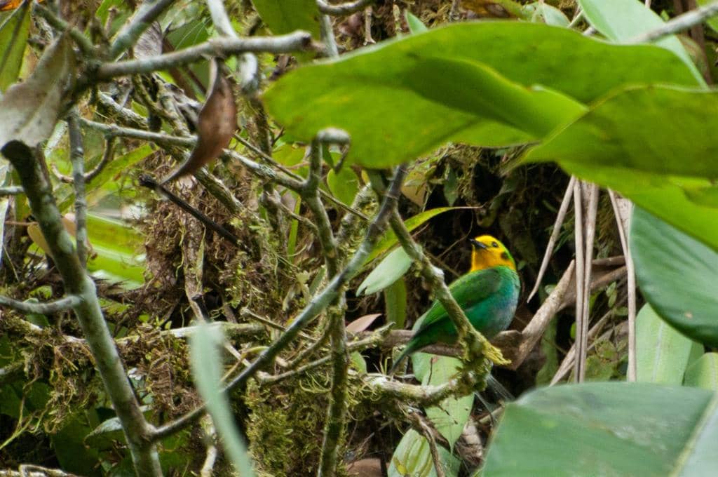 Burung multicolored tanager