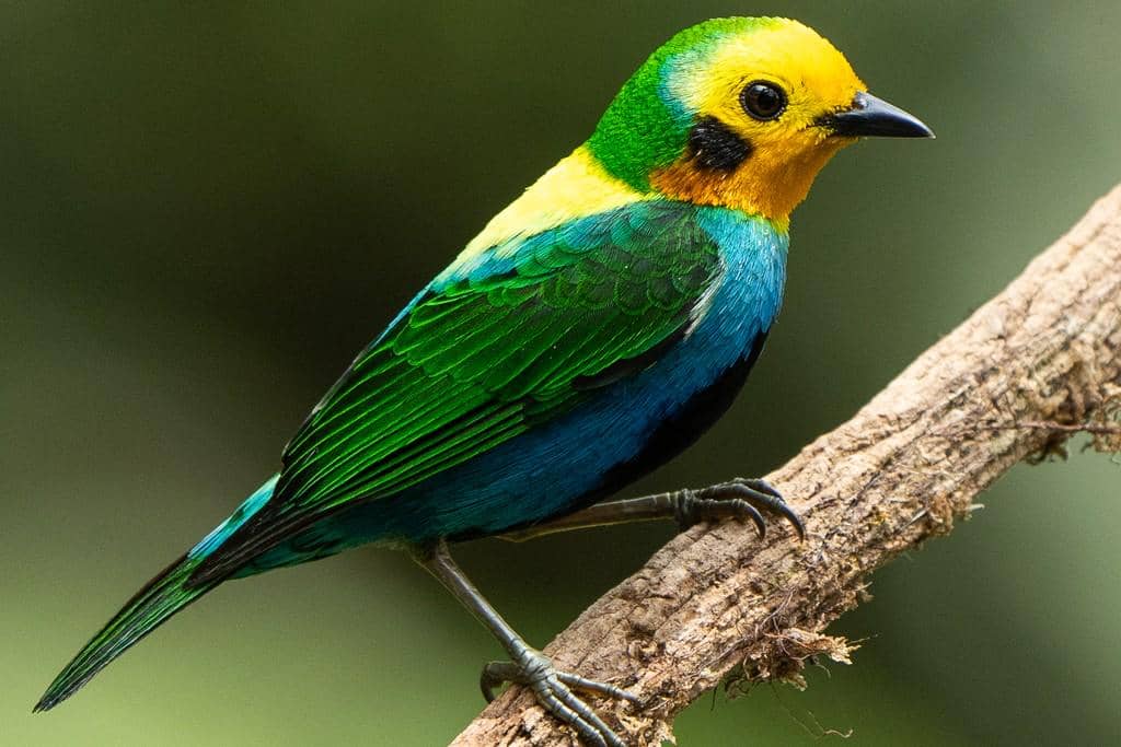 Burung multicolored tanager