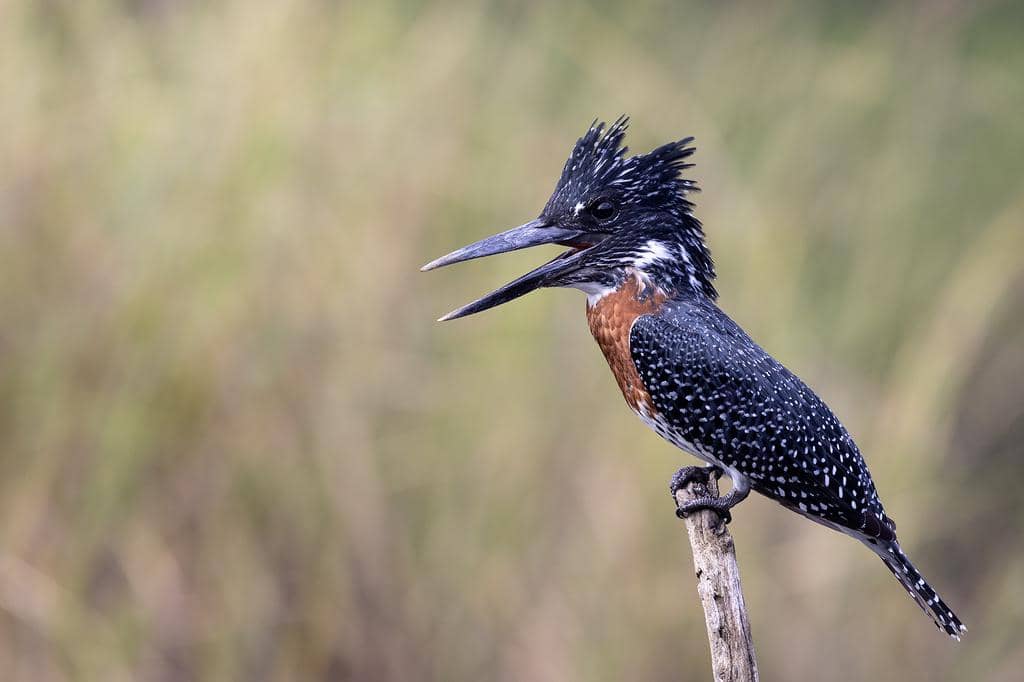 Burung Megaceryle maxima