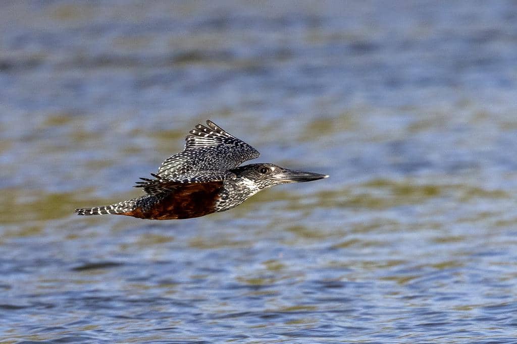 Burung Megaceryle maxima
