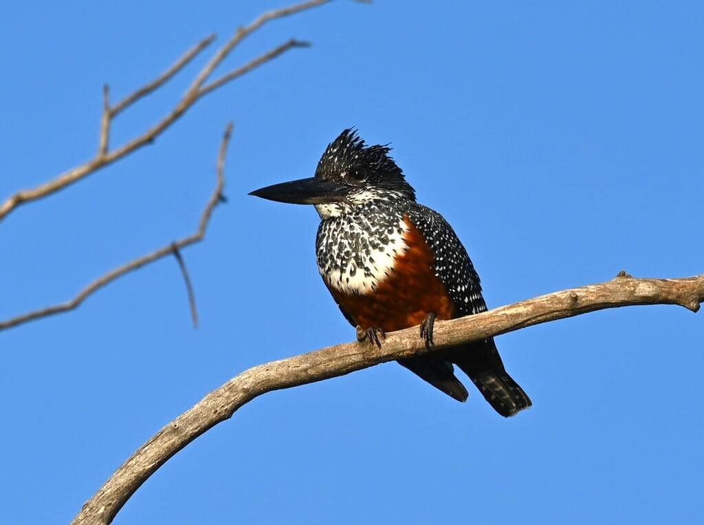 Burung Megaceryle maxima