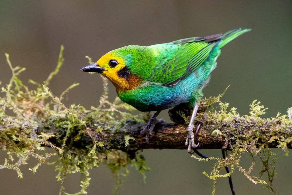 Burung multicolored tanager
