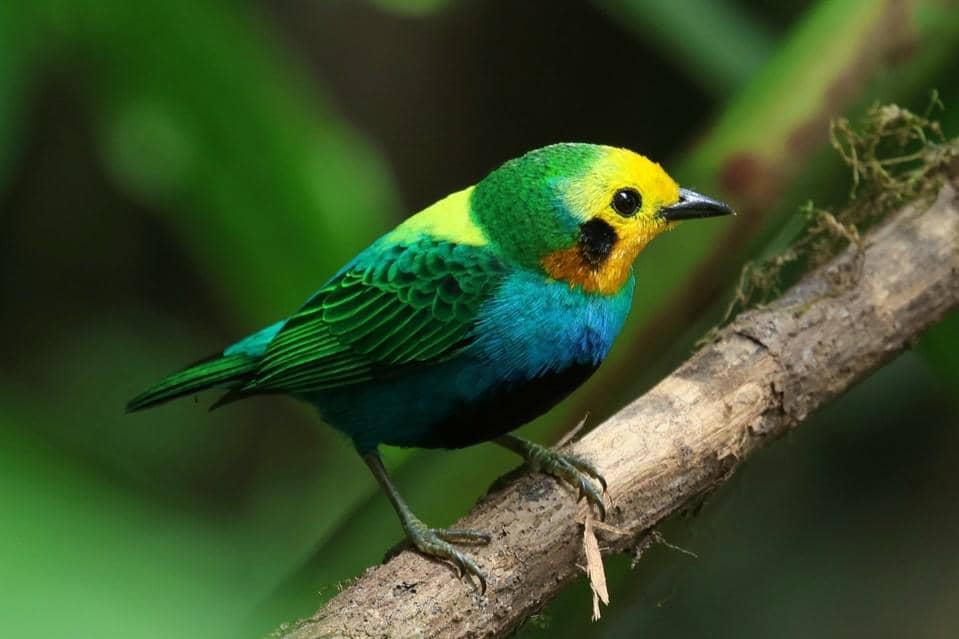 Burung multicolored tanager