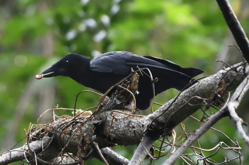 gagak kaledonia baru