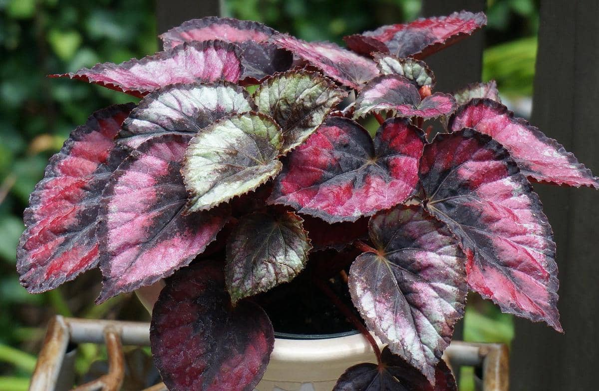 ilustrasi begonia daun