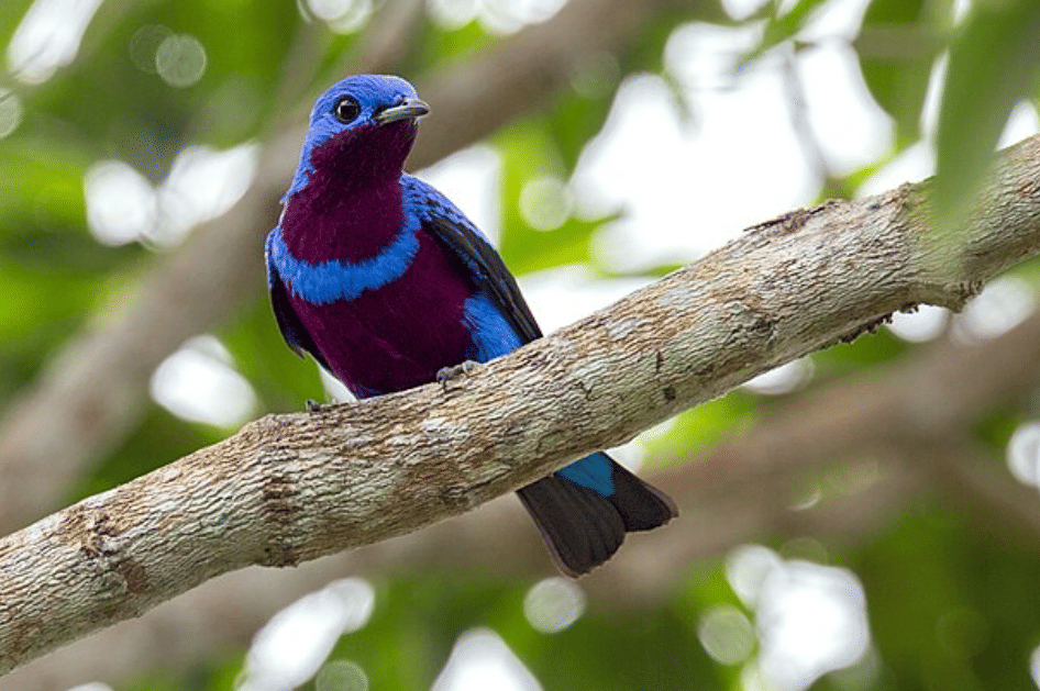 burung banded cotinga