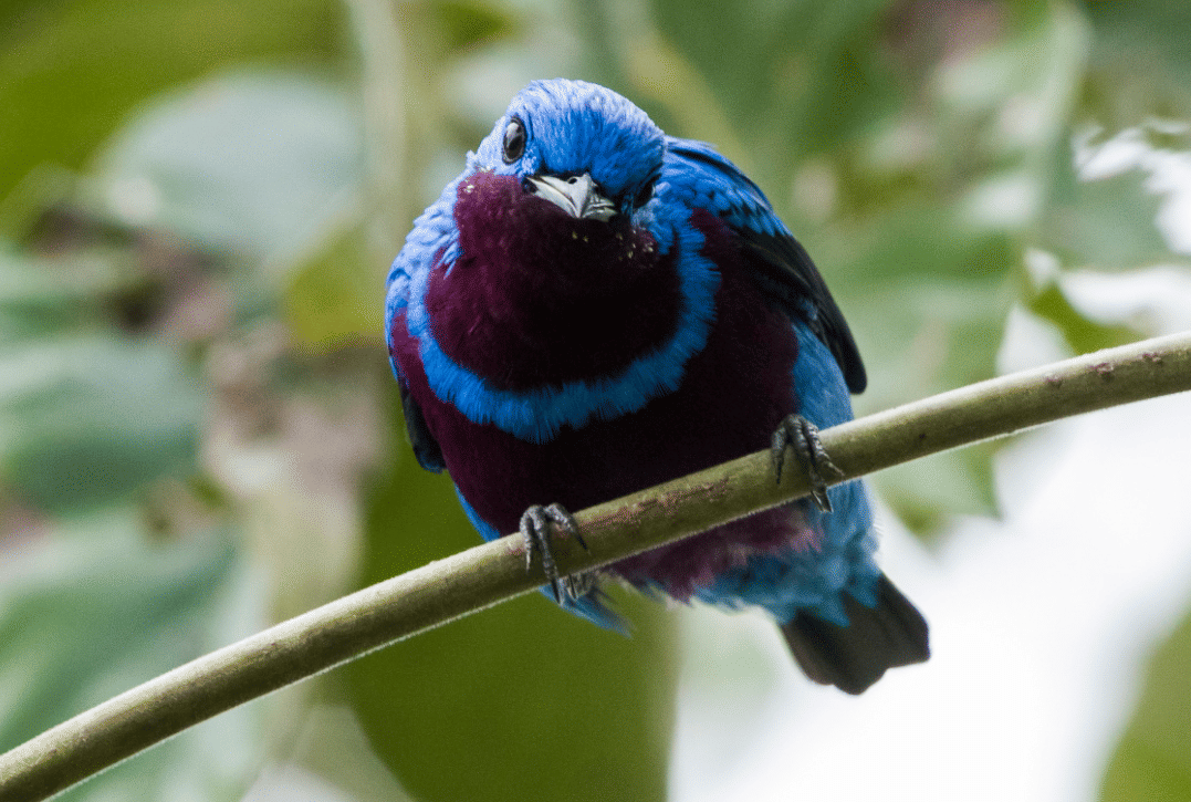 burung banded cotinga